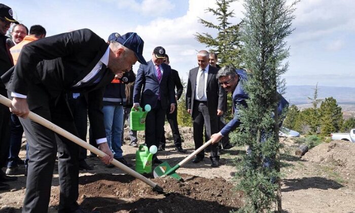 SIKLIK MEVKİNE 1000 ADET FİDAN DİKİLDİ