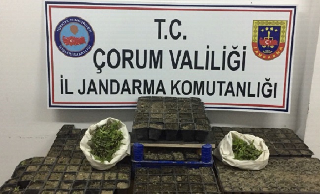 JANDARMADAN KENEVİR OPERASYONU