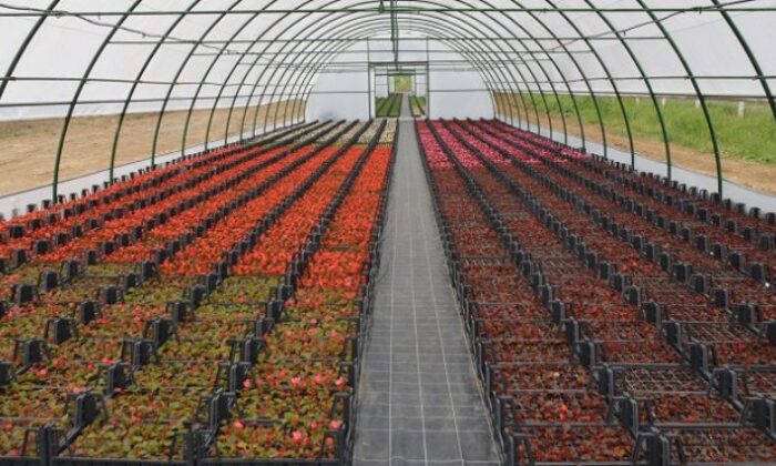 TIBBİ AROMATİK SERA İHALESİ YAPILACAK