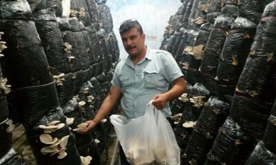 GENÇLER İSTİRİDYE MANTARI ÜRETİYOR