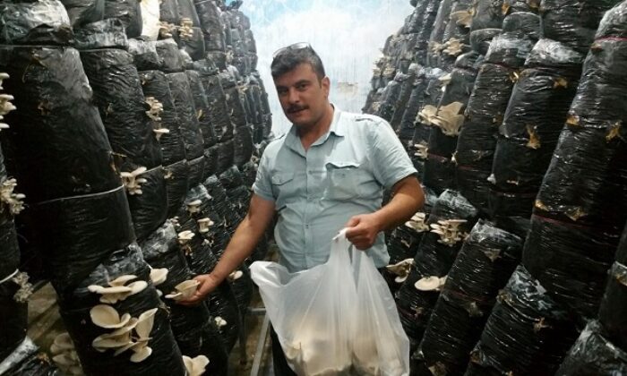 GENÇLER İSTİRİDYE MANTARI ÜRETİYOR