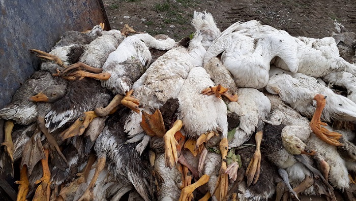 YAĞAN DOLU KAZLARI TELEF ETTİ