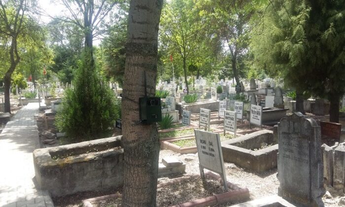 GİZEMLİ KIZ İÇİN FOTOKAPAN KURULDU
