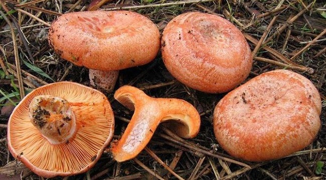 MANTAR 6 KİŞİYİ DAHA HASTANELİK ETTİ