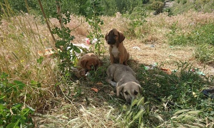 KÖPEKLERE KAYMAKAM SAHİP ÇIKTI