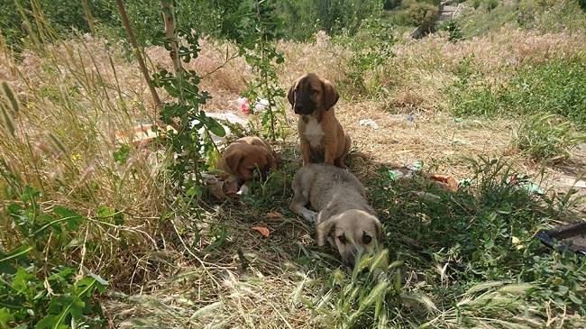KÖPEKLERE KAYMAKAM SAHİP ÇIKTI