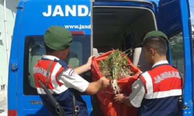 JANDARMADAN HİNT KENEVİRİ OPERASYONU