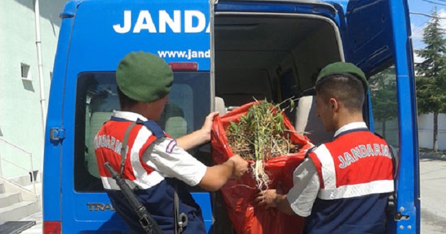 JANDARMADAN HİNT KENEVİRİ OPERASYONU