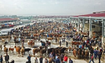 ÇORUM’DA YENİ HAYVAN PAZARI AÇILDI