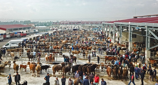 ÇORUM’DA YENİ HAYVAN PAZARI AÇILDI