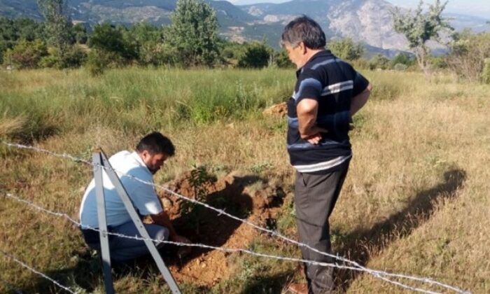 GELİR GETİRİCİ AĞAÇLAR DİKTİLER