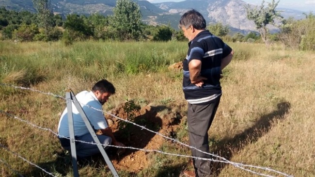 GELİR GETİRİCİ AĞAÇLAR DİKTİLER