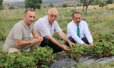 ORGANİK ÇİLEK YOK SATIYOR
