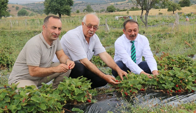 ORGANİK ÇİLEK YOK SATIYOR