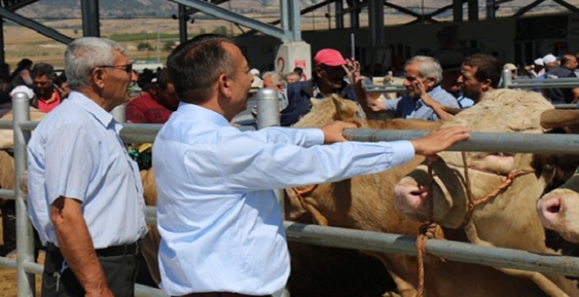HAYVAN PAZARINDA İNCELEMELERDE BULUNDU