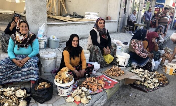 KARGI’DA MANTAR SEZONU BAŞLADI