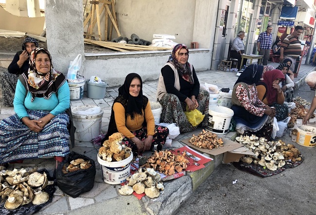 KARGI’DA MANTAR SEZONU BAŞLADI