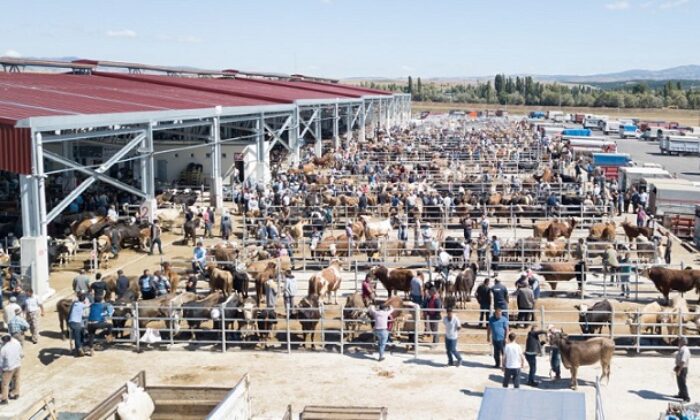 HAYVAN PAZARINDA BAYRAM HAREKETLİLİĞİ