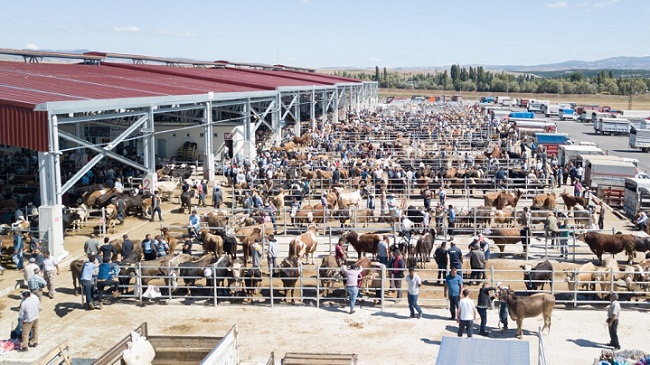 HAYVAN PAZARINDA BAYRAM HAREKETLİLİĞİ