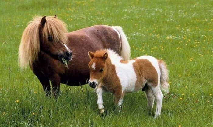 PONY ATLAR ÇORUM’DA
