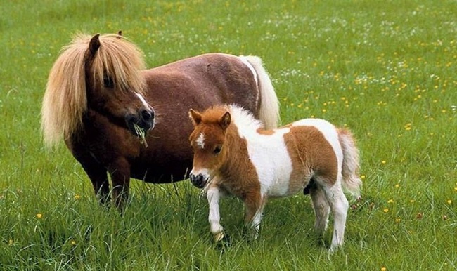 PONY ATLAR ÇORUM’DA