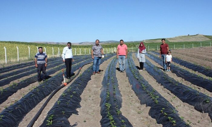 ALTERNATİF TARIMSAL EKİM ÇİLEK