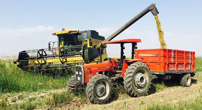 SUNGURLU’DA ÇELTİK HASADI BAŞLADI