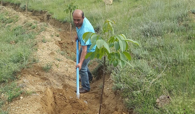 194 KÖYE 330 BİN FİDAN DİKİMİ YAPILDI