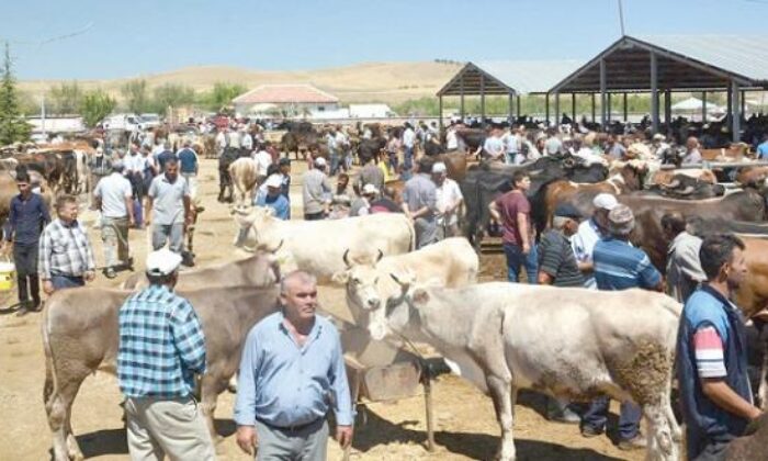 HAYVAN PAZARLARI KAPATILDI