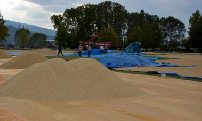KARGI’DA ÇELTİK HASADI BAŞLADI
