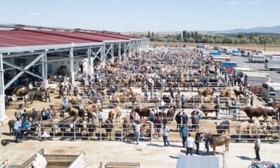 HAYVAN PAZARI 8 EKİM’DE AÇILIYOR
