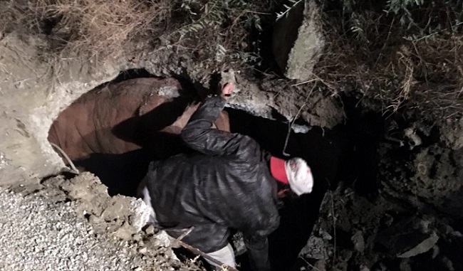 İNEK YERALTI KABLO ODASINA DÜŞTÜ