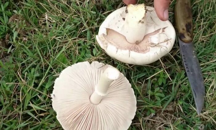 VATANDAŞLARA MANTAR UYARISI!