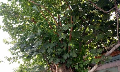 BU AĞAÇTAKİ İKİ MEYVE GÖRENLERİ ŞAŞIRTTI