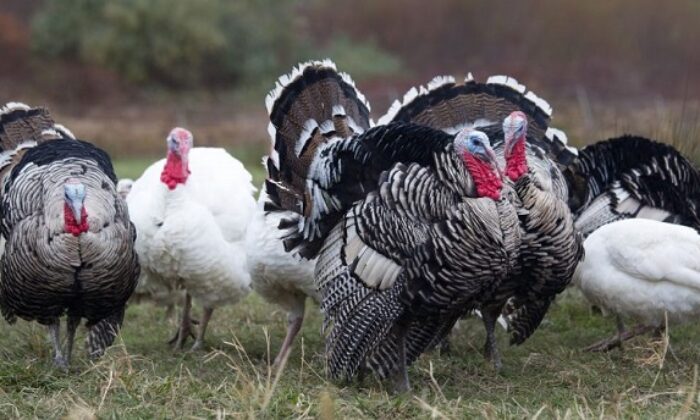 KAYIP HİNDİLER İÇİN JANDARMA DESTEĞİ