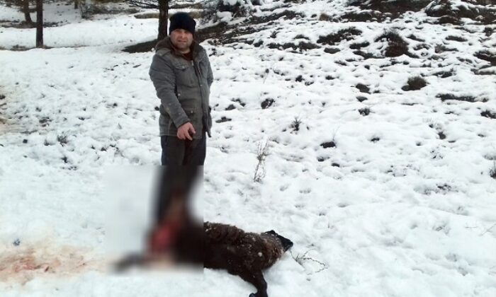 AÇ KALAN KURT BİR KOYUNU TELEF ETTİ