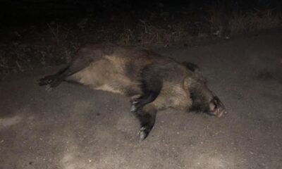 OTOMOBİL DOMUZ SÜRÜSÜNE ÇARPTI