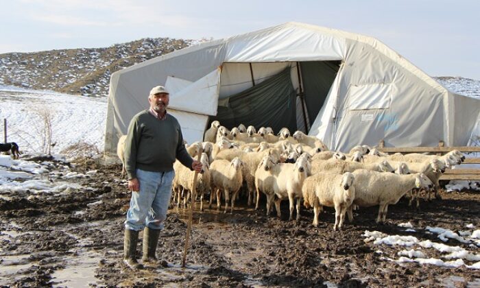 ÇADIR ÇÖKÜNCE HAYVANLAR DIŞARIDA KALDI