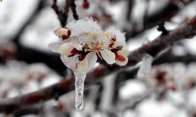 METEOROLOJİDEN ÇORUM’A ZİRAİ DON UYARISI