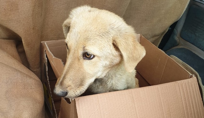 ENGELLİ KÖPEK TEDAVİ EDİLECEK