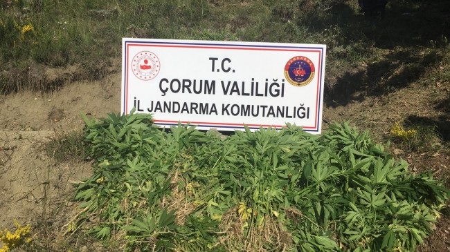 JANDARMA’DAN KAÇAK KENEVİR OPERASYONU