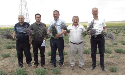 LAVANTA VE ÇÖREK OTU HASADI BAŞLADI