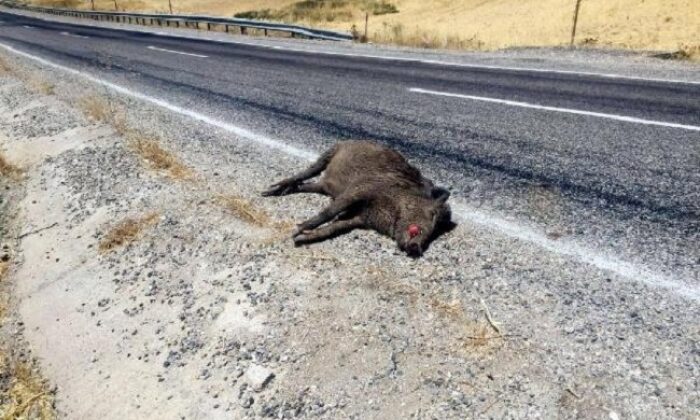 DOMUZA ÇARPTI KAYIPLARA KARIŞTI