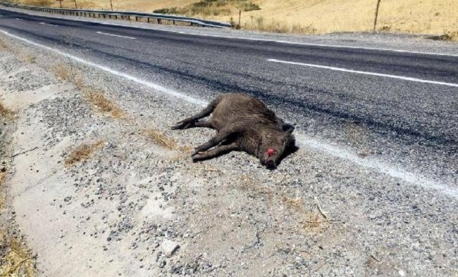 DOMUZA ÇARPTI KAYIPLARA KARIŞTI