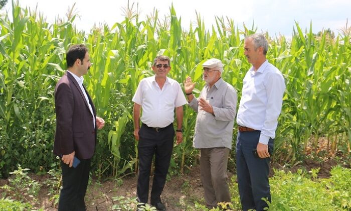 SİLAJLIK MISIR YENİ GELİR KAPISI OLDU