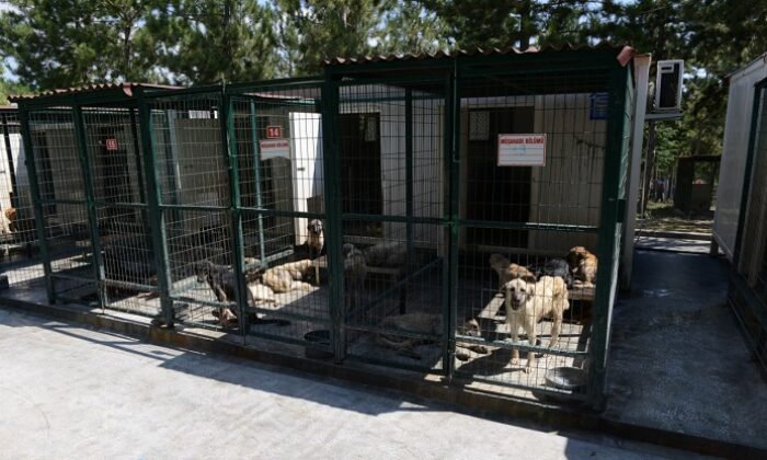 SOKAK HAYVANLARINA KLİMALI ORTAM