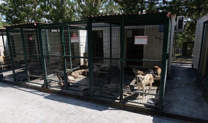 SOKAK HAYVANLARINA KLİMALI ORTAM