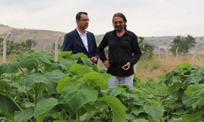 OSMANCIK’TA PAULOWNİA YETİŞTİRİCİLİĞİ