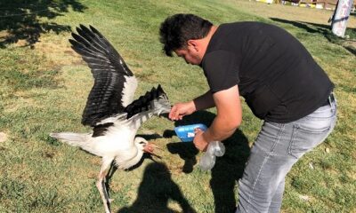 EVCİLLEŞTİRDİĞİ LEYLEK GÖÇ ETMEDİ