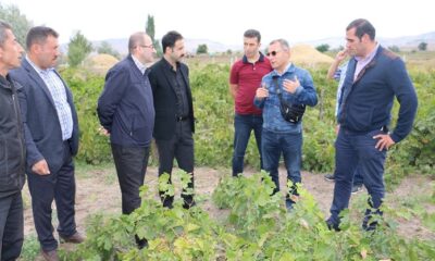 HÖKE BAĞLARI TEKRAR CANLANDIRILACAK